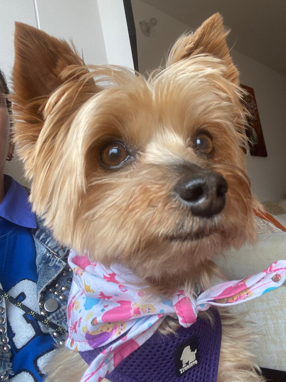 Lunamar, the EmoPets mascot dog